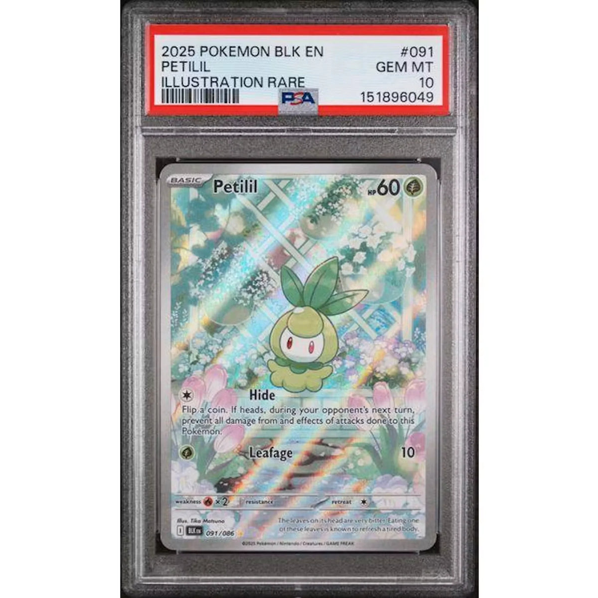 2025 Pokemon Black Bolt Petilil Illustration Rare #091 | PSA 10 | P6575013